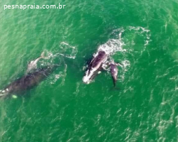 Praia do Rosa em SC: guia completo com dicas