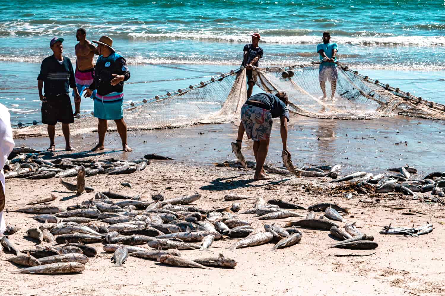 Conheça mais sobre a Temporada de Pesca da Tainha em Florianópolis, SC